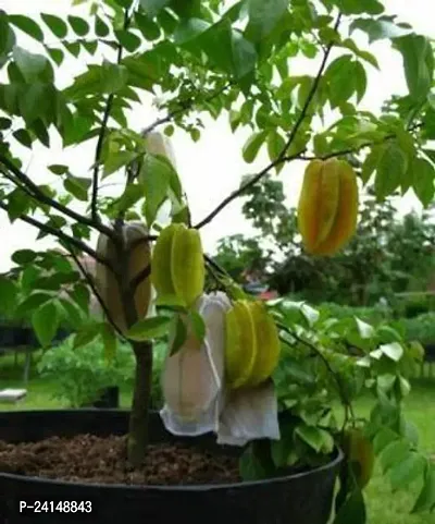 Star Fruit Carambola Grafted Plant-thumb0