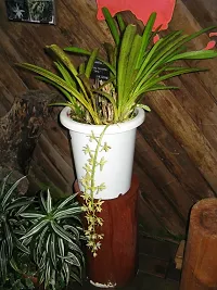 Natural Orchid Plant-thumb3