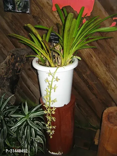 Natural Orchid Plant-thumb4