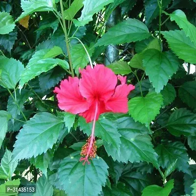 Natural Hibiscus Plant-thumb0