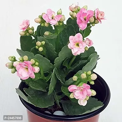 Natural Kalanchoe Plant