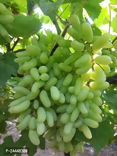 Natural Grapes Plant-thumb0