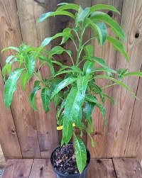 Natural Mango Plant-thumb1