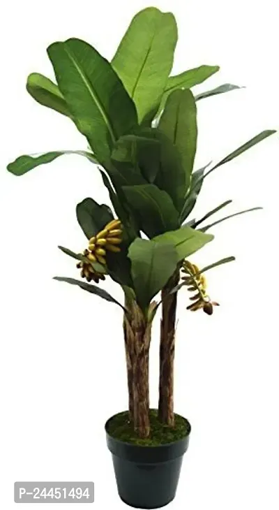 Natural Banana Plant