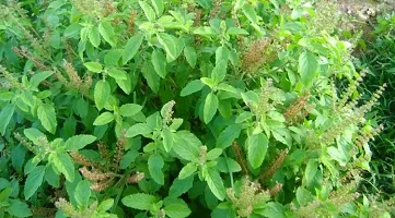 Natural Tulsi Plant-thumb1