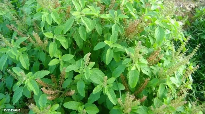 Natural Tulsi Plant-thumb2