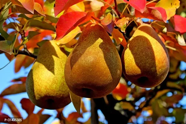 Natural Pear Plant-thumb5