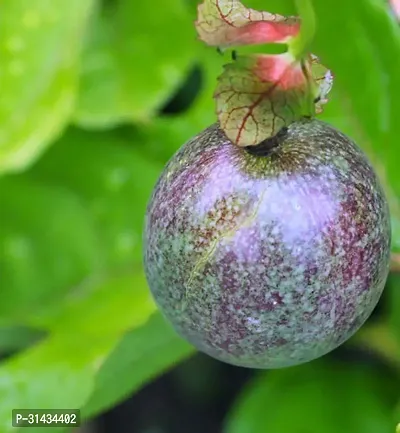 Natural Passion Plant-thumb0