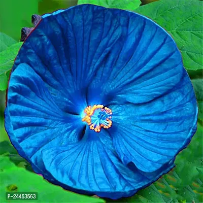 Natural Hibiscus Plant