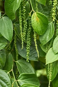 Natural Black Pepper Plant-thumb3