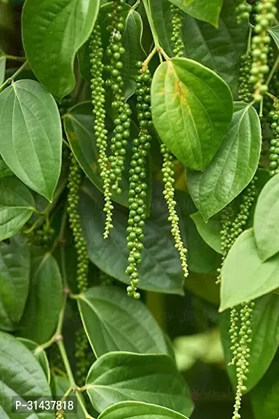 Natural Black Pepper Plant-thumb4