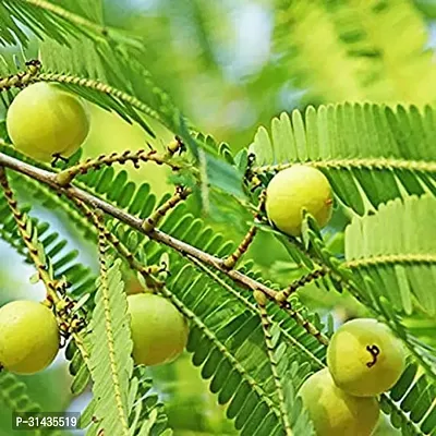 Natural Amla Plant-thumb0