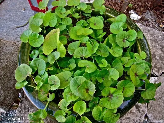 Centella Plant