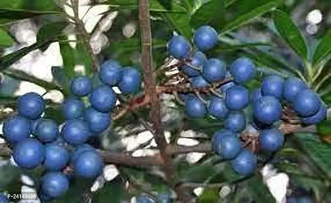 Rudraksha Plant