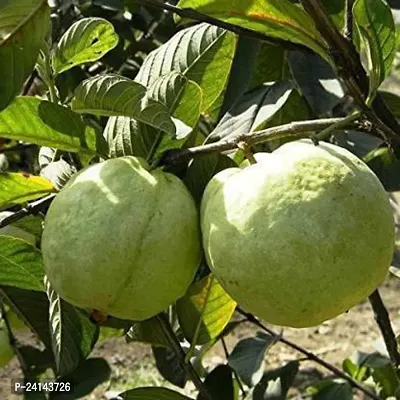 Guava Plant