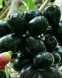 Natural Jamun Plant-thumb2