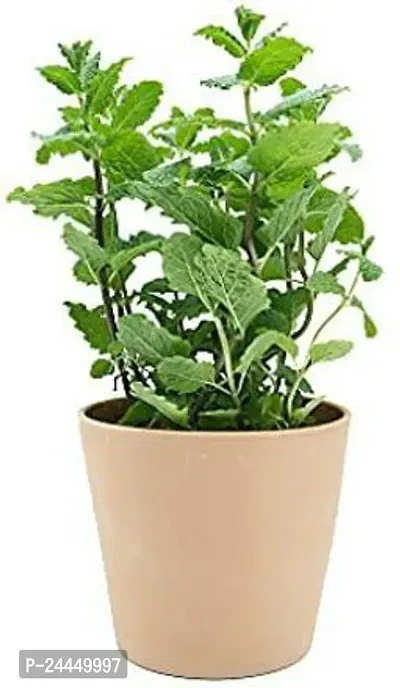 Natural Mint Plant