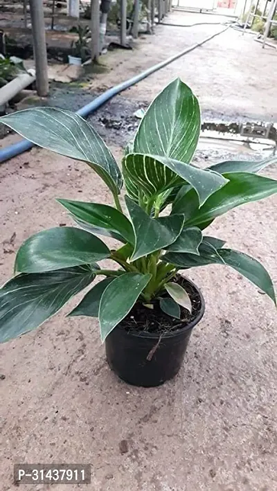 Natural Philodendron Plant