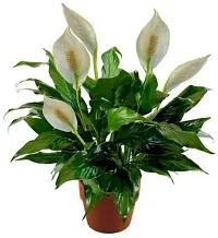 Natural Peace Lily Plant-thumb1