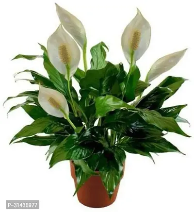 Natural Peace Lily Plant-thumb2