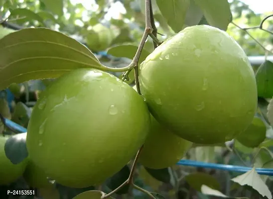 Ber Apple Plant-thumb2