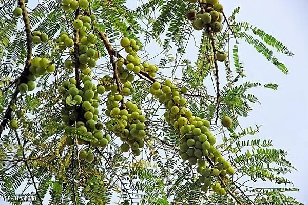 Natural Amla Plant-thumb0