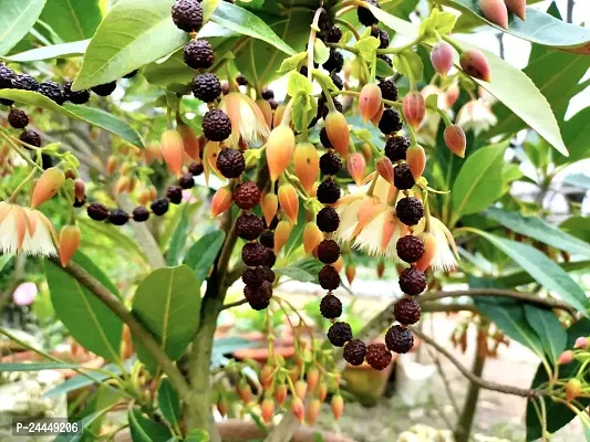 Natural Rudraksha Plant