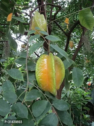 Natural Rare Star Fruit Carambola Fruit Live Layering Live Plant-thumb5