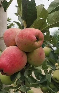 Natural Apple Plant-thumb1