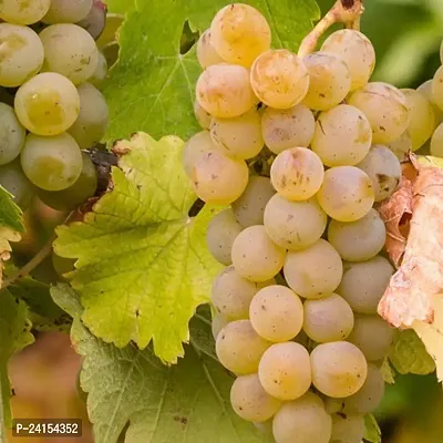 Grapes Plant