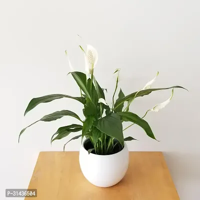 Natural Peace Lily Plant-thumb0