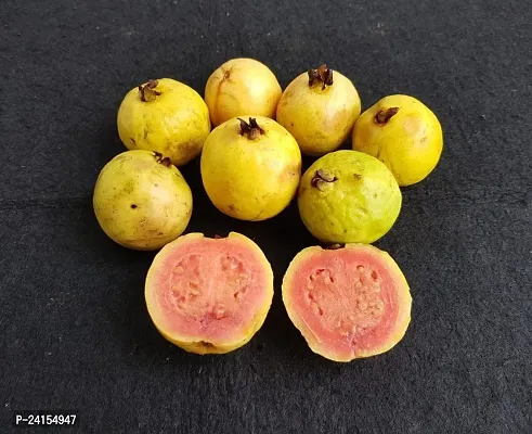 Guava Plant