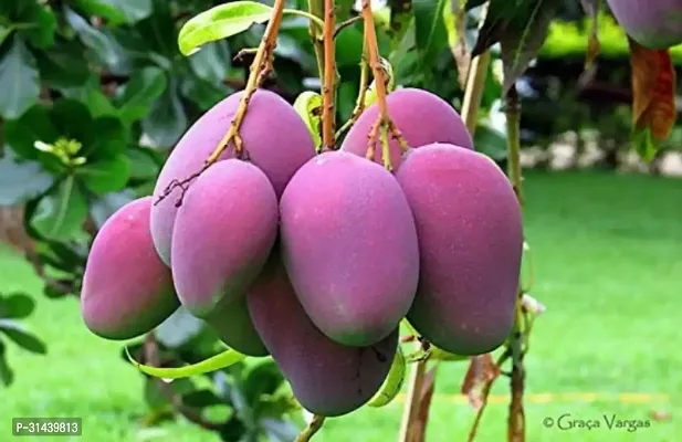 Natural Mango Plant-thumb0