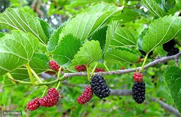 Natural Shahtoot/Mulberry Plant