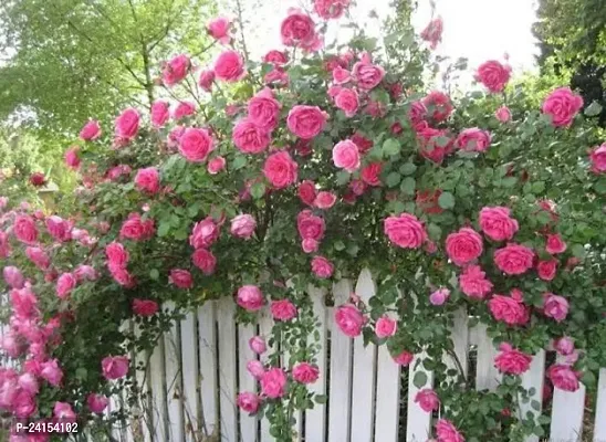 Rose Plant