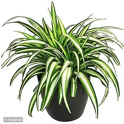 Natural Spider Plant-thumb0