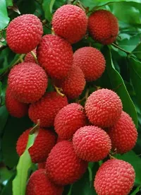 Natural Litchi Plant-thumb1