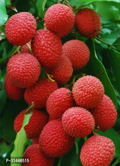 Natural Litchi Plant-thumb2