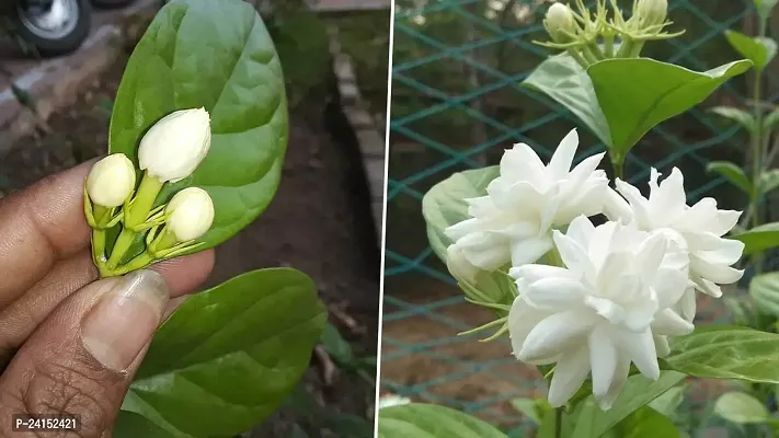 Jasmine Plant