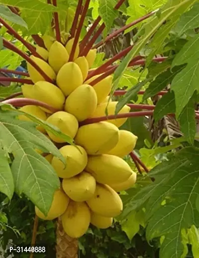 Natural Papaya Plant-thumb0