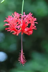 Natural Hibiscus Plant-thumb3