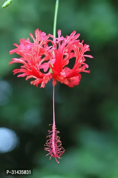 Natural Hibiscus Plant-thumb4