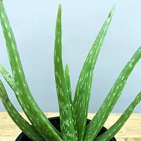 Natural Aloe Vera Plant-thumb2