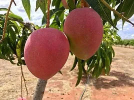 Natural Mango Plant-thumb1