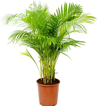 Hot Selling Plant & Planters 