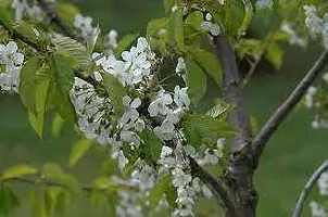 Natural Cherry Fruit Plant-thumb3