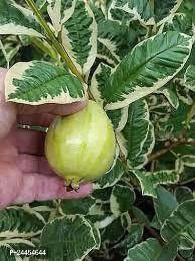 Natural Guava Plant