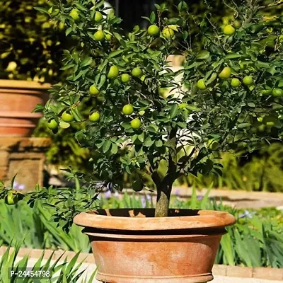 Natural Lemon Plant
