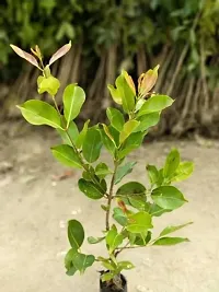 Natural Jamun Plant-thumb3