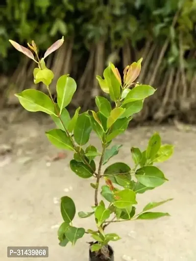 Natural Jamun Plant-thumb4